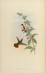 Thaumatias candidus